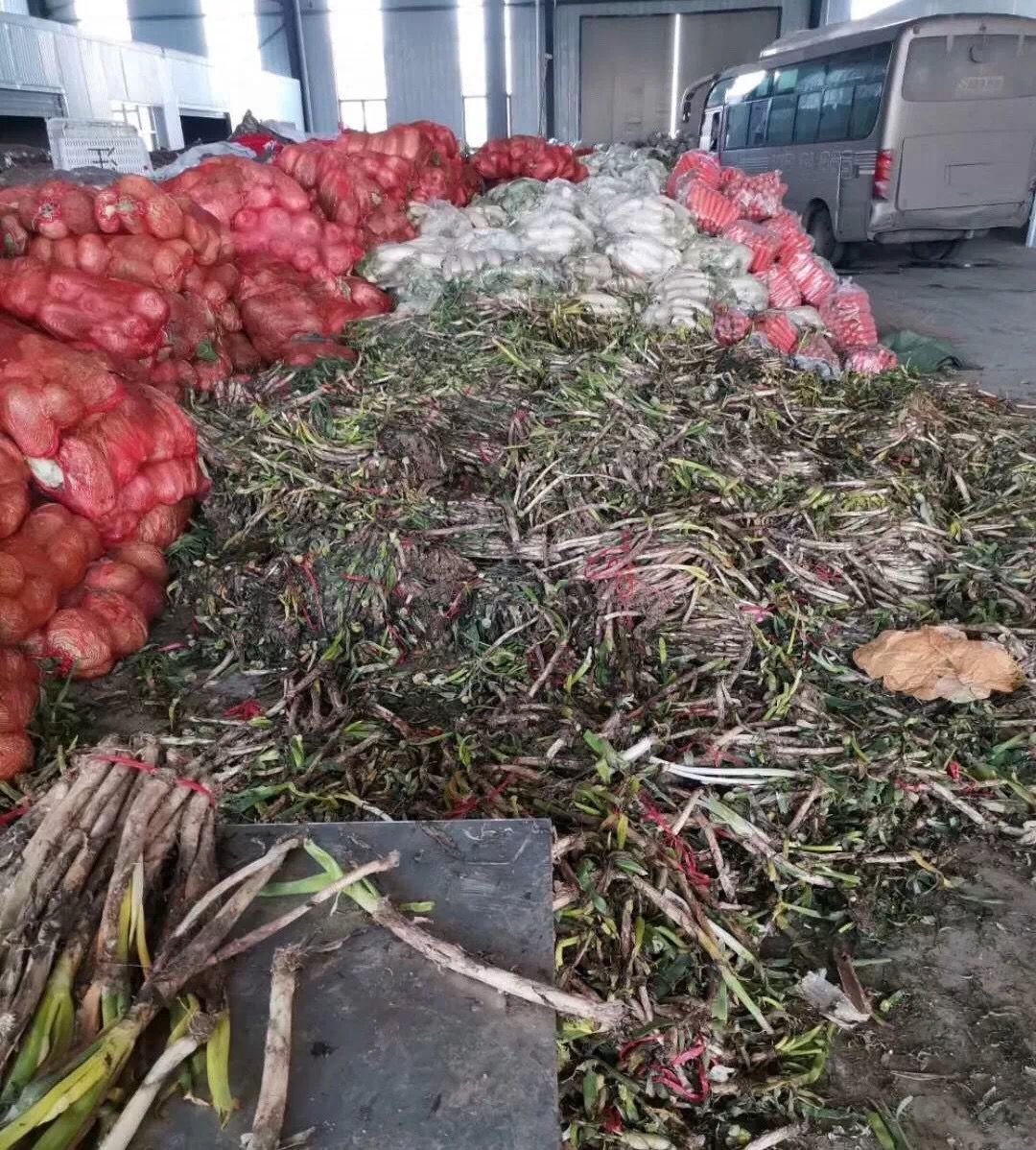 鄂州回应获赠蔬菜烂在仓库:系运输中变质分拣