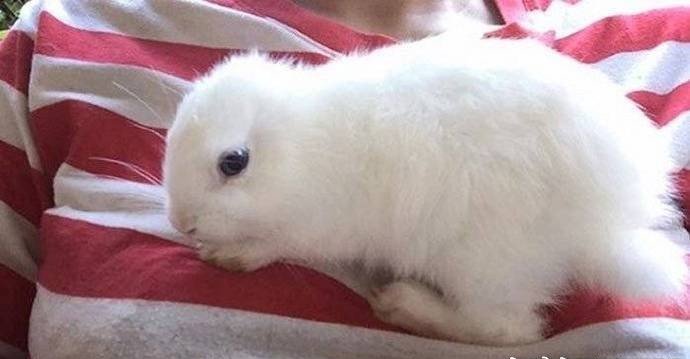 兔子的耳朵有什么作用和什么特点 f9fe8a7d91f940caa4849c0e2f3c0b9d.jpeg