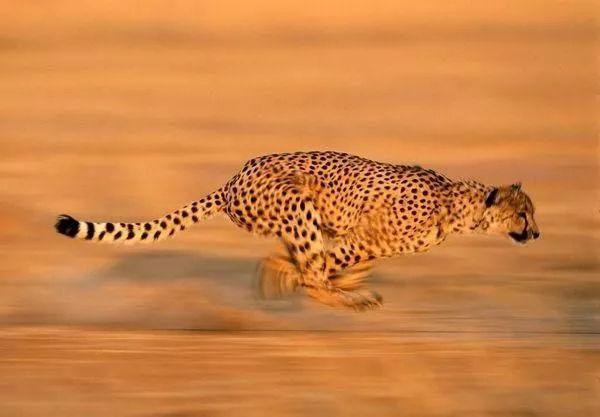 如果要比速度—— 陆上跑的,我们比不过时速 110 公里的猎豹