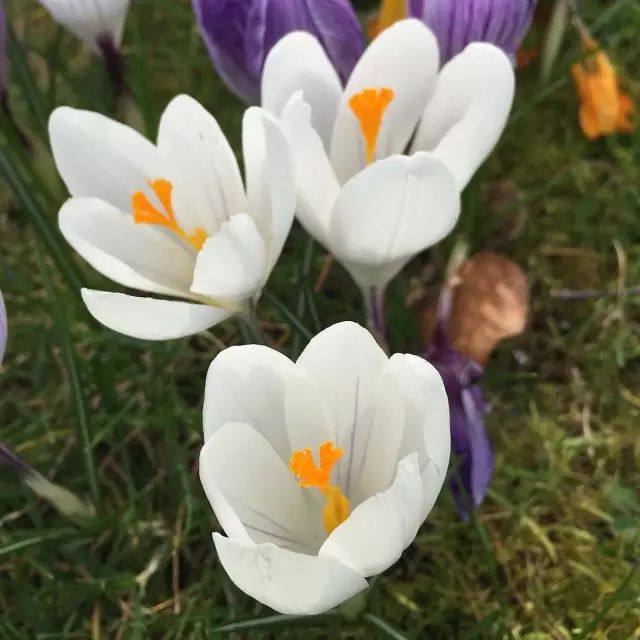 2月21日双鱼星座花「白番红花&加州蓝铃花」