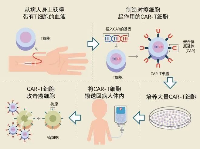 人口免疫法_细胞免疫