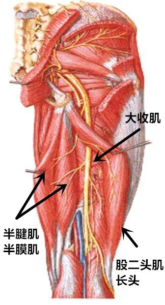 坐骨神经骨科考试一看就会系列坐骨神经的解剖