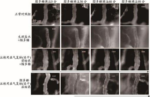 白蛋白后用速尿的原理_冷冻乙醇法分馏的主要原理是利用了血浆蛋白溶解度的不同,在血浆所含(2)