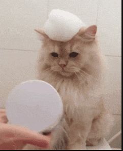 58f8443df0f5449e8591207970a17dac.jpeg