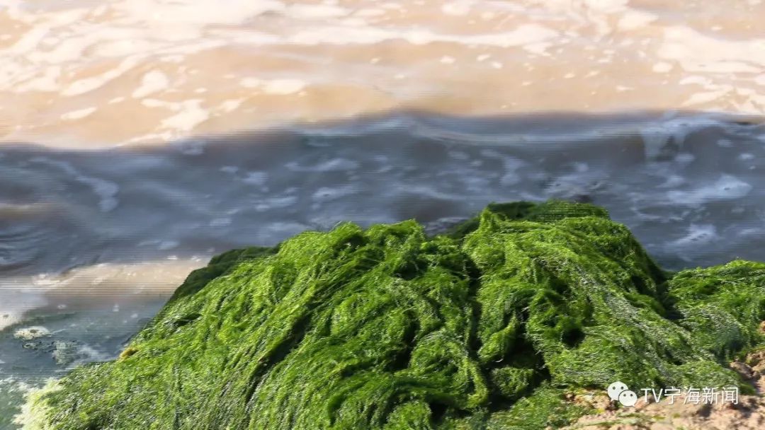 新鲜海苔正在采收中.你期待吗?