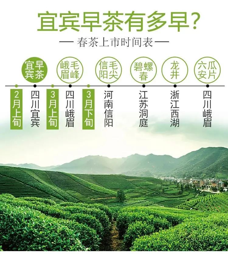 宜宾早茶上市了筠连人快来抢相因