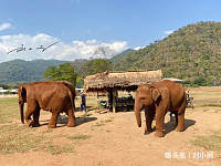 泰国清迈“最环保”的大象营，不准骑、不准碰，但中国游客却不多