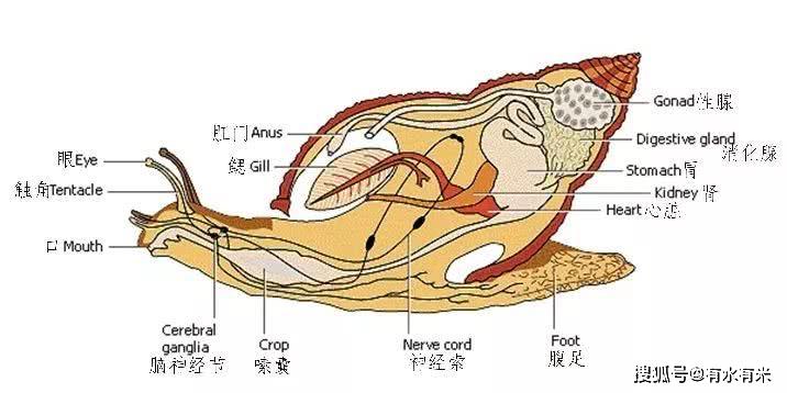 美味海螺的尾巴是黄吗到底可不可以吃呢里面是黄还是屎