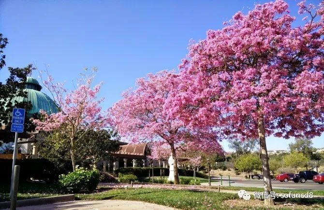 春有春花秋有月:那些圣地牙哥最美花树?