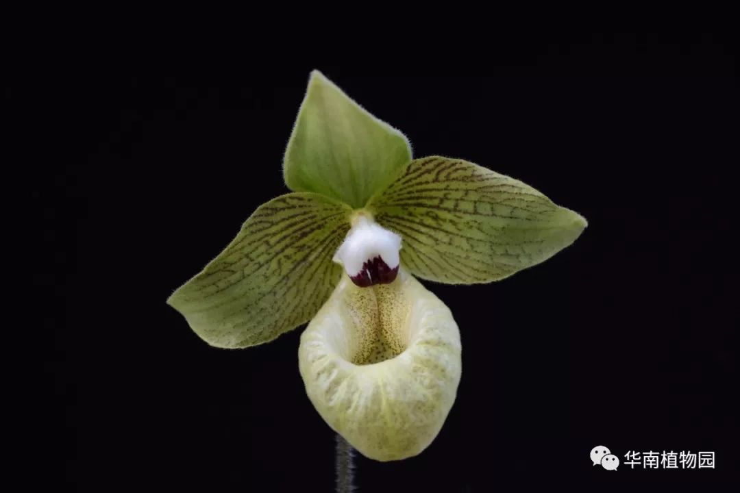 麻栗坡兜兰美丽兜兰paphiopedilum "meili".彩蝶纷飞,宛若花海.