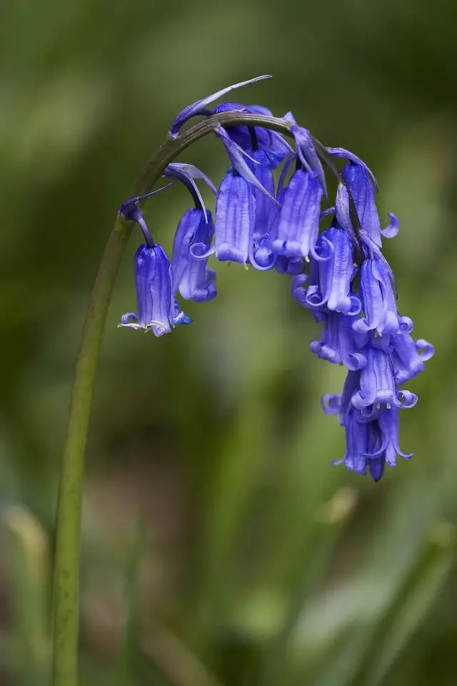 2月21日双鱼星座花「白番红花&加州蓝铃花」