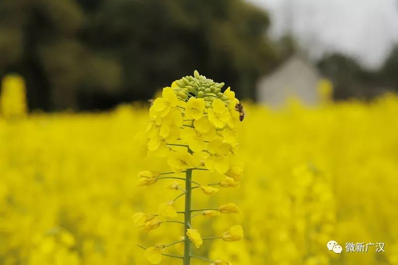 原创视频广汉春光美网上邀你赏菜花宅家免费看大片