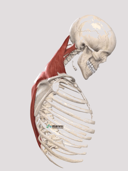 一文终结头颈部运动肌肉神经