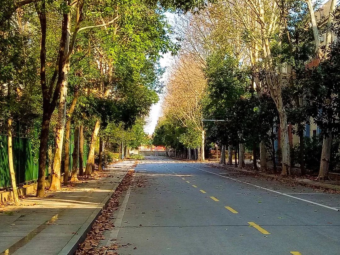 校园 初春 二月花朝,春满生院_阳光