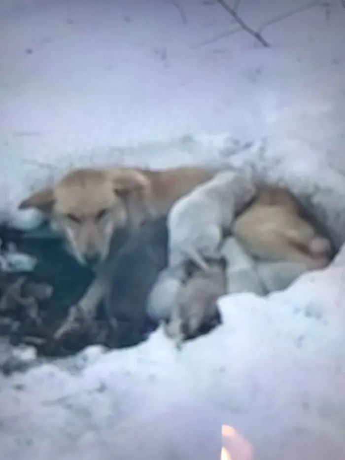 狗狗用体温在雪地融出一个小窝，志愿者翻开它的肚子后哭了