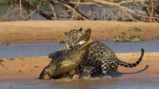 咬合力超过老虎的猫科动物擅长下水捉鳄鱼
