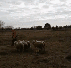 电臀小柯基其实原本是牧牛犬它们的操作真的溜