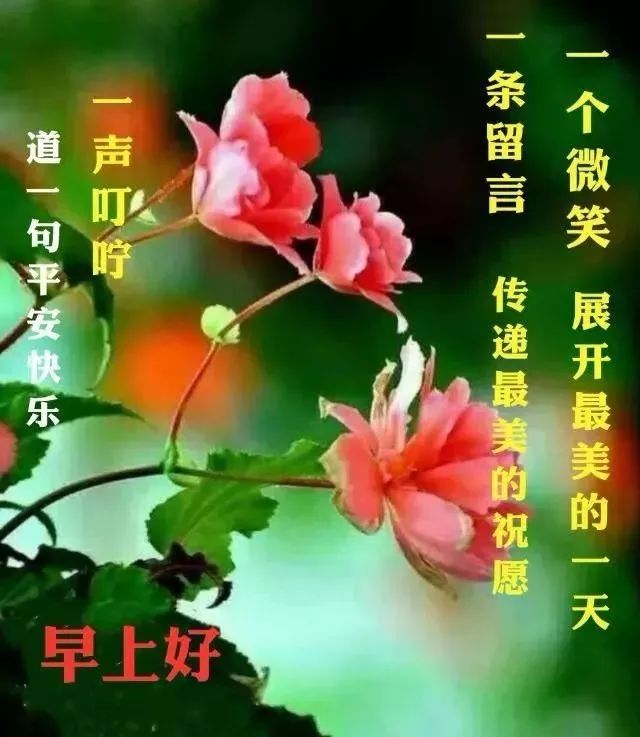 最新早上好短信祝福语录大全,早晨好漂亮鲜花表情祝福