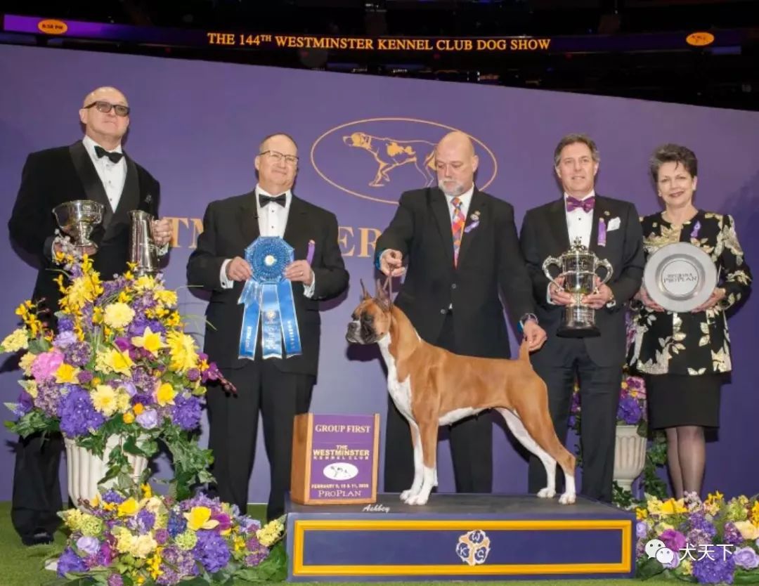 红利号外半价点播西敏寺所有犬种2020年西敏寺犬展犬种犬组点播大集合