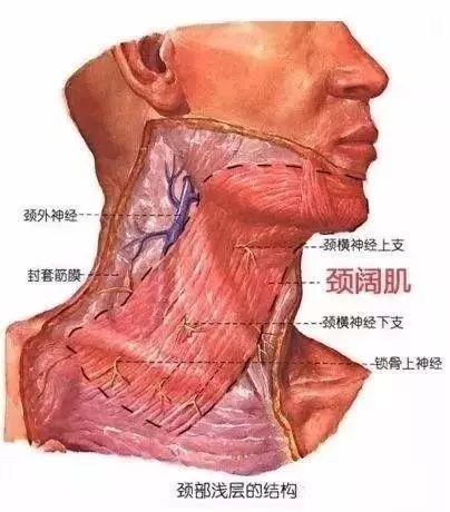 颈阔肌是一块表面肌肉,当我们做惊讶表情下巴或嘴向下伸时,颈阔肌就会