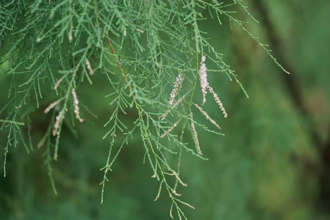 高清150余种常见药用植物花期组图值得收藏