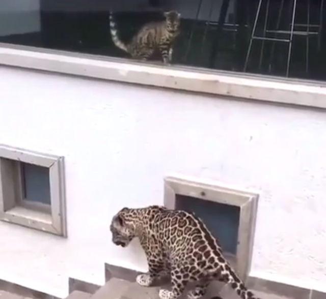 貓咪在閒逛時，遇到老虎與豹子，貓咪竟然淡定的和它們擊了個掌 寵物 第4張