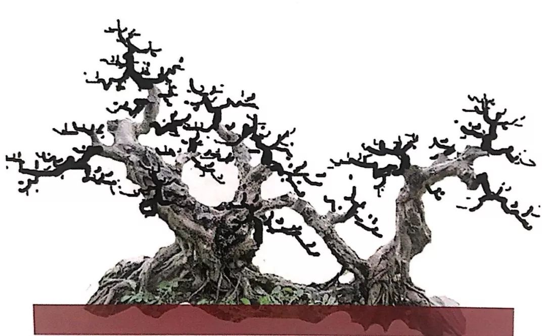 毫不起眼的桩材经盆景大师一设计一绘图,立马懂该如何