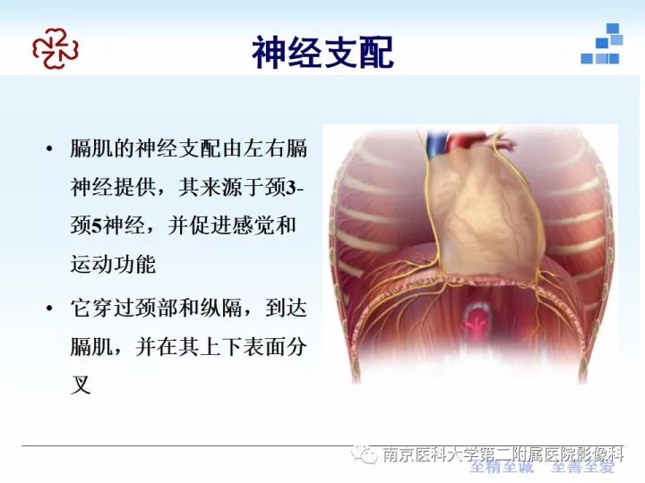 膈肌的解剖及常见病变影像表现