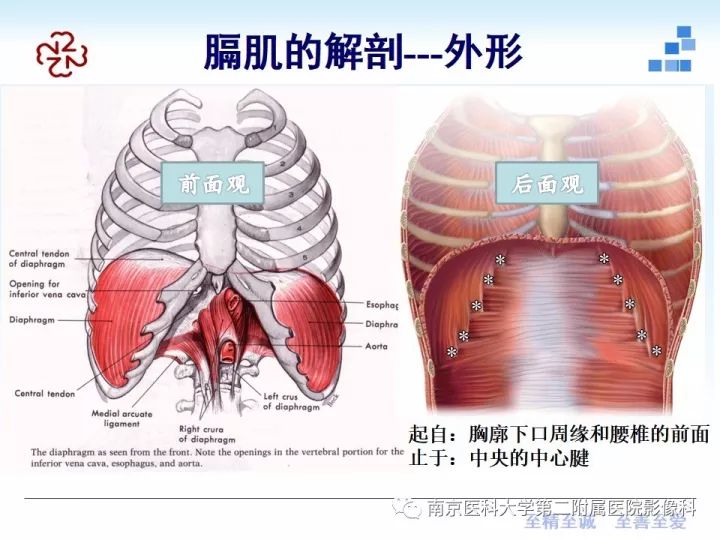 膈肌的解剖及常见病变影像表现