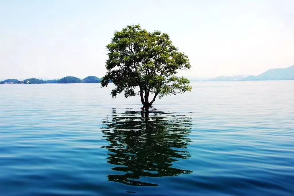 给武汉发去春的明信片——叁_西海