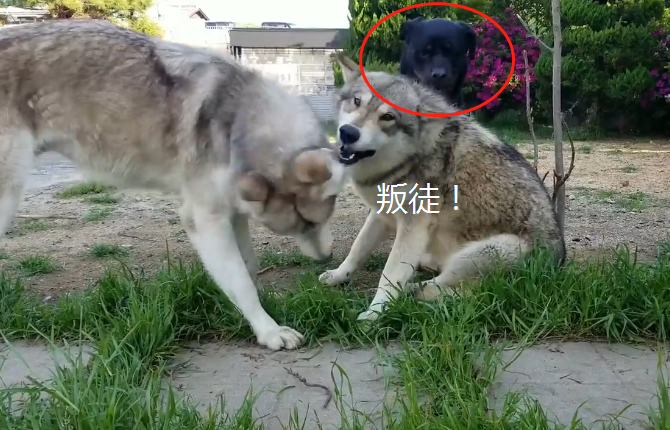 狼犬夫妻遇到烈性犬结果二哈却叛变了求生欲很强啊