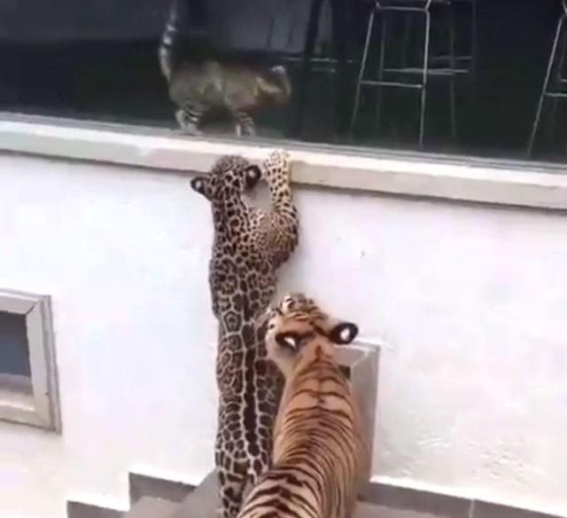 貓咪在閒逛時，遇到老虎與豹子，貓咪竟然淡定的和它們擊了個掌 寵物 第1張