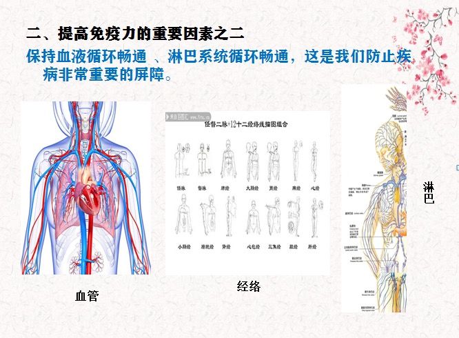 注: 提高免疫力的重要因素之二保持血液循环畅通,淋巴系统循环畅通