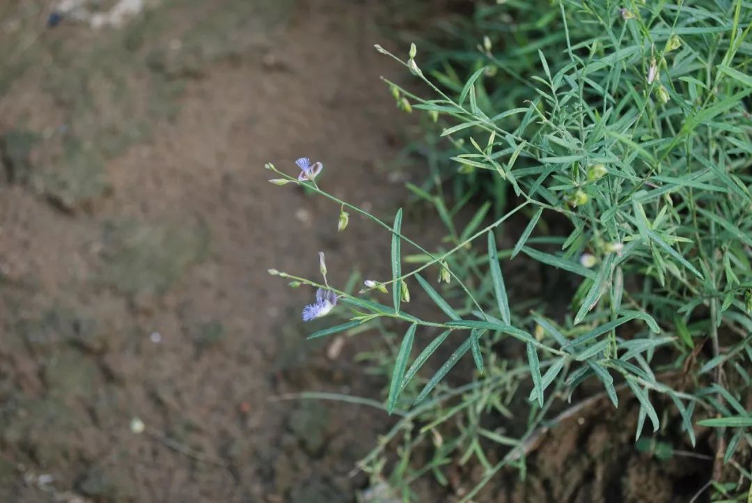 远志(远志 polygala tenuifolia)白术(白术 atractylodes