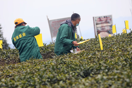 湖南会同宝田茶园：开足马力接大单