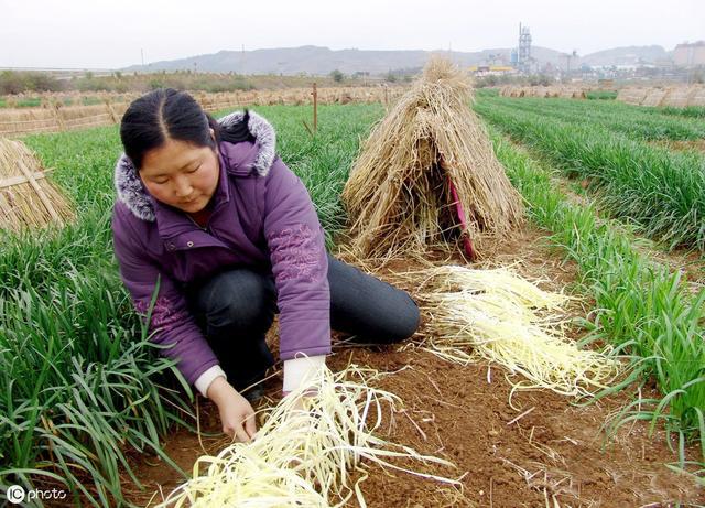 韭黄是怎样种植出来的?地之力!韭菜变身