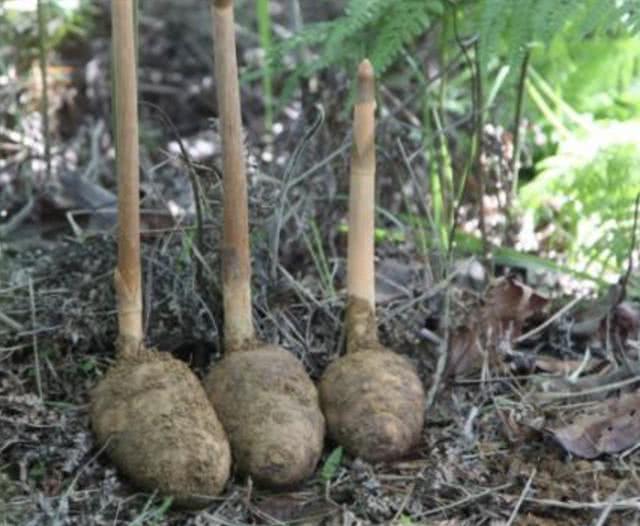 1种野生植物"珍贵",被称为天麻,生长在山沟里,1公斤800元!