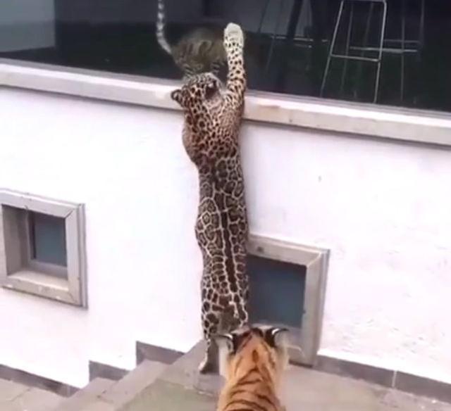 貓咪在閒逛時，遇到老虎與豹子，貓咪竟然淡定的和它們擊了個掌 寵物 第3張