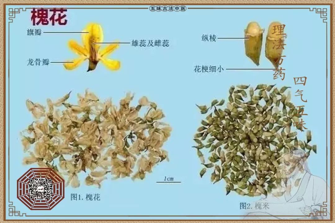 每天最少学一味中药——槐花!