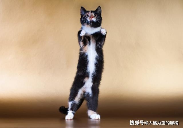 原创你知道猫咪的好奇心有多强吗?看了猫咪这8个模仿,你就明白了