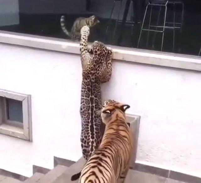 貓咪在閒逛時，遇到老虎與豹子，貓咪竟然淡定的和它們擊了個掌 寵物 第2張