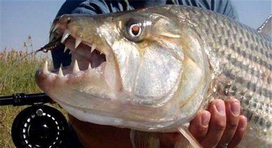 巨型食人鱼啃完一成年男子仅需30秒杀伤力令人发指