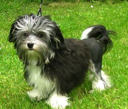 原创乱蓬蓬被毛的罗秦犬,却是世界上最贵的狗