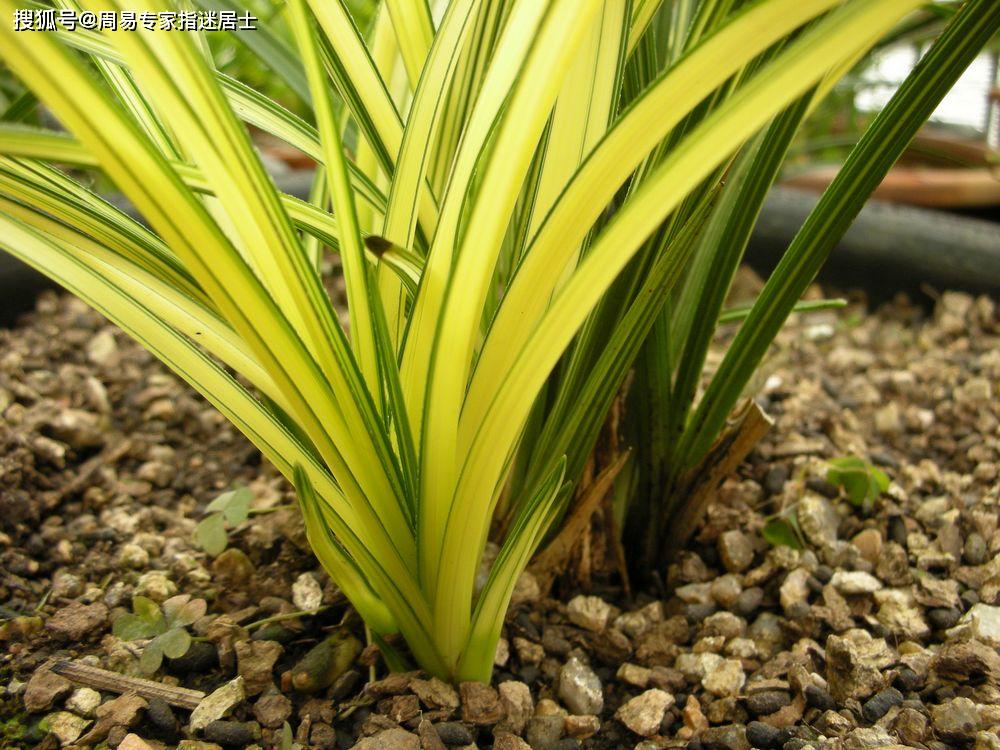 2020年十二生肖事业_2020年吸金纳银的4大生肖,上半年事业亨通,下半年财(2)