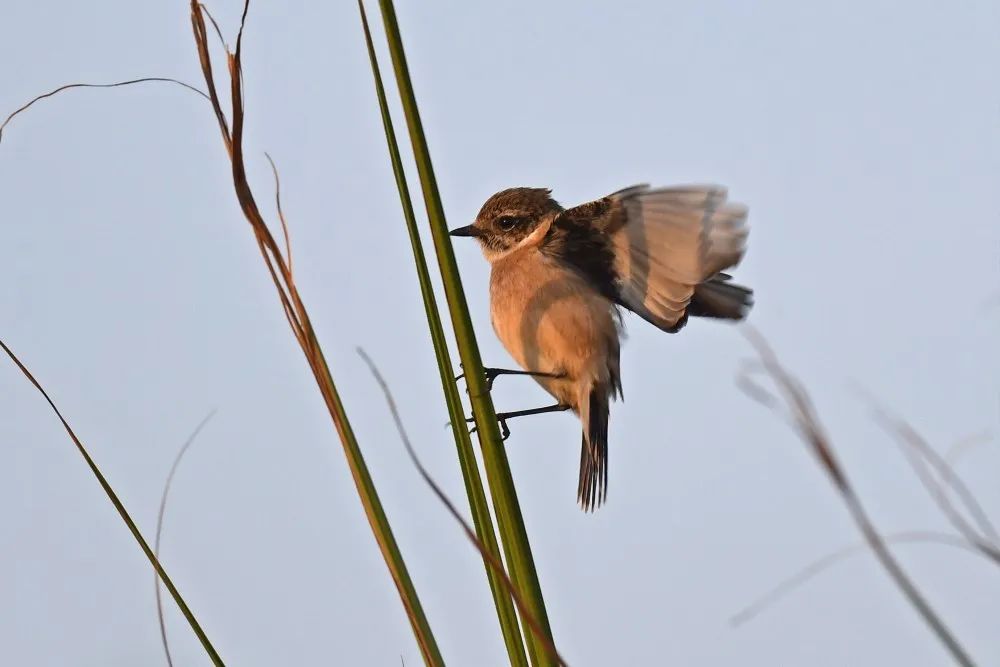 树上一只鸟 折断一个树枝猜成语_折断的树枝(3)