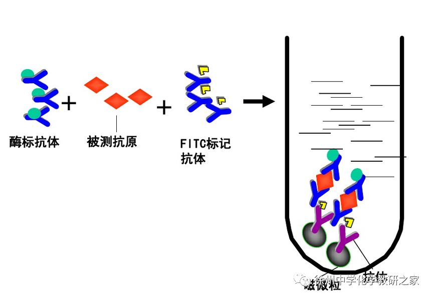 的情况,比如人甲状腺球蛋白抗体(tgab)和甲状腺过氧化物酶抗体(tpoab)