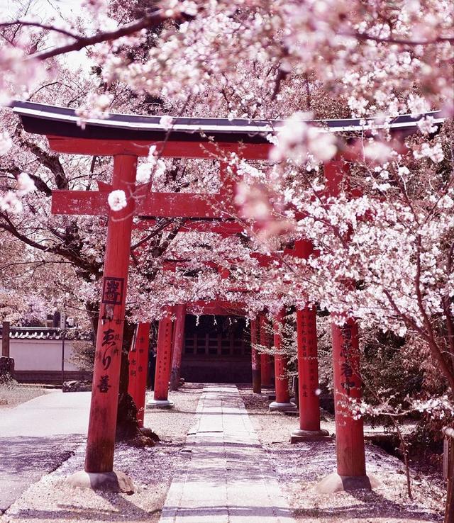 2020年日本樱花花期出来了!快收藏_奈良
