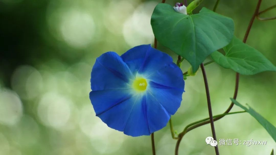 【诗歌】牵牛花的爱