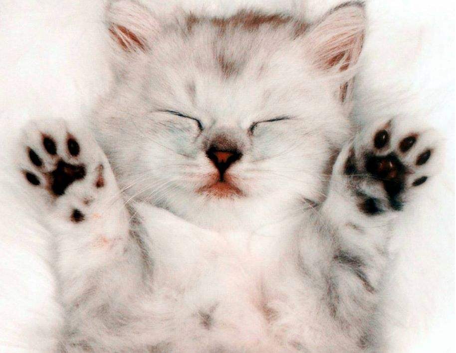 8,猫咪的爪子