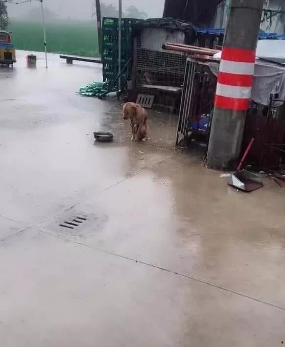 男子去魚塘老板家避雨，看到一隻狗狗蹲在雨幕中，了解後卻心疼了 寵物 第1張